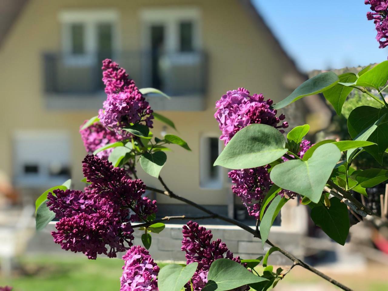 Juno Apartman Vendeghaz Miskolc Dış mekan fotoğraf